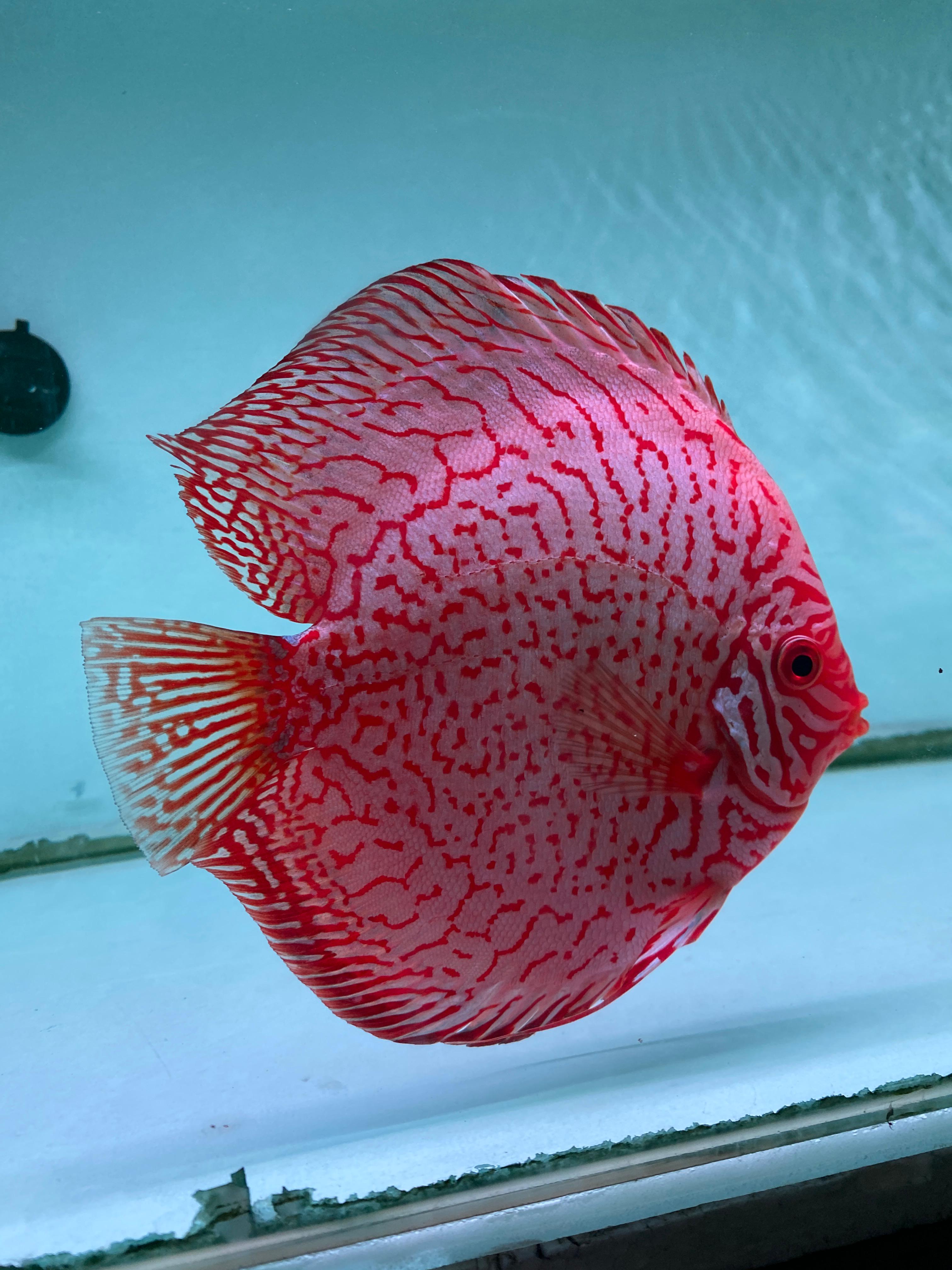 Pigeon Tiger Discus